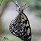 thumb_butterfly1280.jpg