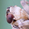 thumb_cicada1280.jpg