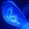 thumb_jellyfish1280.jpg
