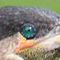 thumb_kormoran1280.jpg