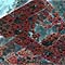 thumb_mandelbulb3d_red1280.jpg