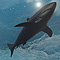 thumb_sharkwater31280.jpg