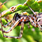 thumb_spinne1280.jpg